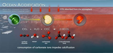 A solution of carbon dioxide is slightly acidic but carbon dioxide by itself is not an acid. Ocean acidification | National Oceanic and Atmospheric ...