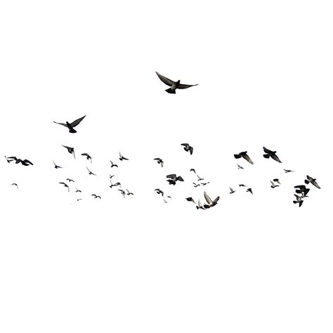 Flying Flock Of Birds Png File Png All