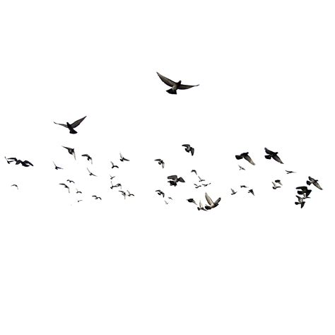 Flock Of Birds Png Transparent Images Png All