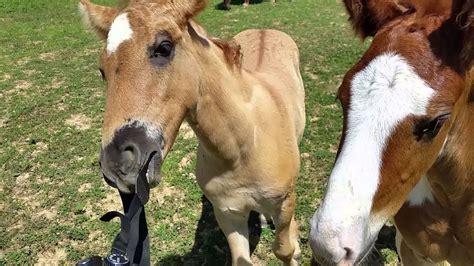 american curly horse foals  curious youtube