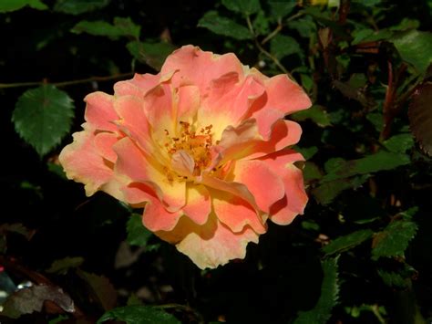 Rose Pur Caprice Rosen Bei Schmid Gartenpflanzen Online Kaufen