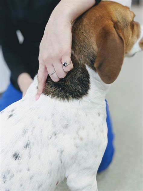 Subcutaneous Injections — Laytonsville Veterinary Practice