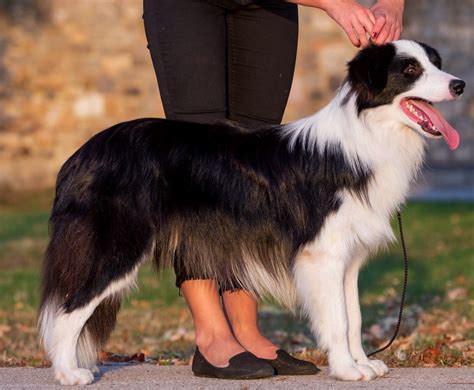 Border Collie Worth Whats The Worth Of This Canine Genius