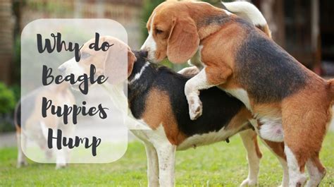 Why Do Beagle Puppies Hump 7 Reasons Explained