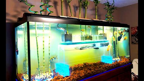 Most Creative Aquarium Design Renovations Complete Youtube