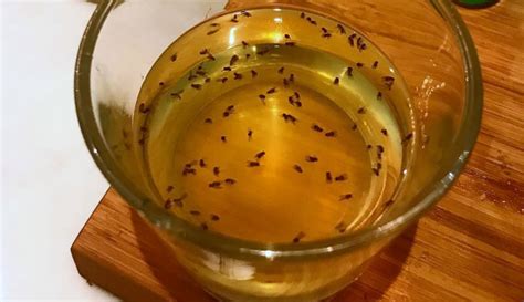 How To Catch Fruit Flies Without Apple Cider Vinegar Apple Poster