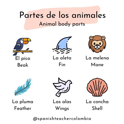 Partes De Los Animales⁣ ⁣ ⁣ Spanish Teacher Colombia