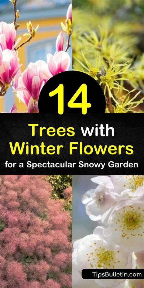 14 Trees With Winter Flowers For A Spectacular Snowy Garden Winter