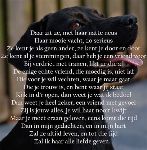 Zo Mooi Honden Teksten Honden Gedichten Hondencitaten