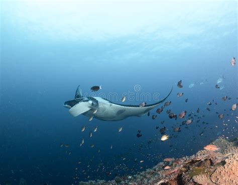 Manta Ray At Maldives Stock Photo Image Of Rays Coral 84753948