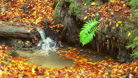 Autumn Creek Forest Stock Footage Video 100 Royalty Free 7407643