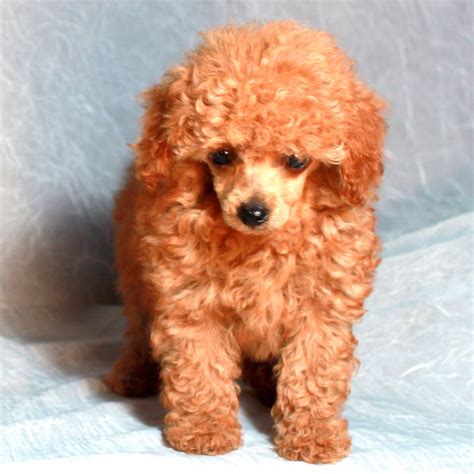 This is a video on simply how to trim the head and face of a toy poodle. Teddy Bear Cut - Grooming Styles for Poodles | Scarlet's ...