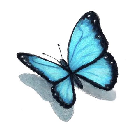 Butterfly Drawing With Colour Blue If You Learn How To Draw A