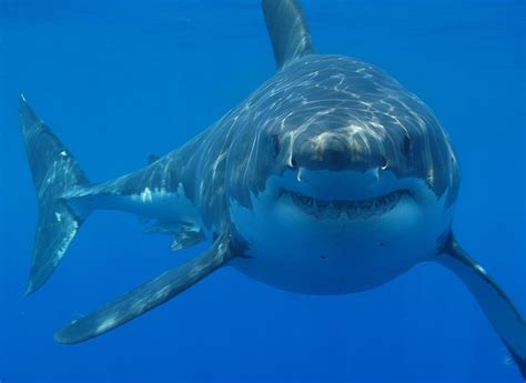 10 Of The Worlds Scariest Sharks What On Earth