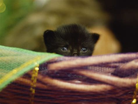 Photos Of Cute Black Cats Prove Theyre Anything But Unlucky