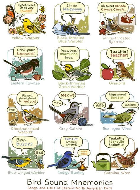 Ncc Land Lines Memorizing Bird Songs Made Easy With Mnemonics