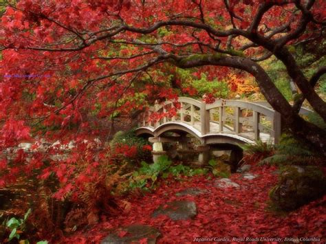 We have a massive amount of hd images that will make your computer or smartphone. Download Japanese garden - 3d hd nature wallpapers for ...