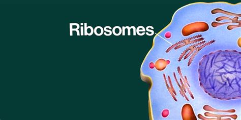 What is ribosomes in animal cell. Ribosomes Function | Introduction, Location & Structure