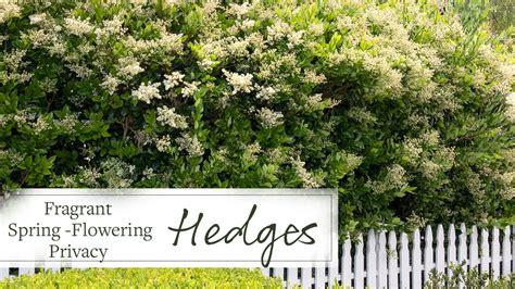 Fragrant Spring Flowering Privacy Hedges Grow Beautifully Fast