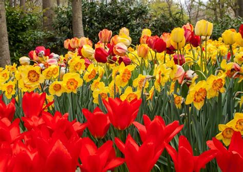 Colorful Tulips And Daffodils Blooming In A Garden Stock Image Image
