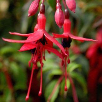 Maybe you would like to learn more about one of these? Wildflower Fuchsia Irish Wild Flora Wildflowers of Ireland