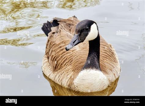 Canadian Goose Bird In A Pond Stock Photo Alamy