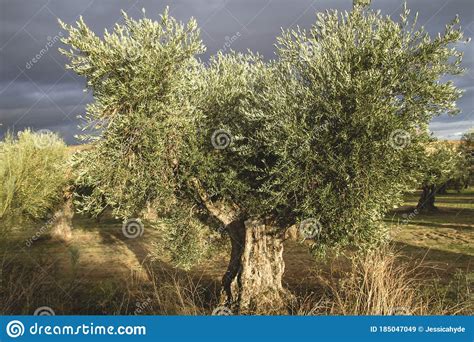 Centenarian Olea Europaea Or Olive Tree Stock Image Image Of Cultivar