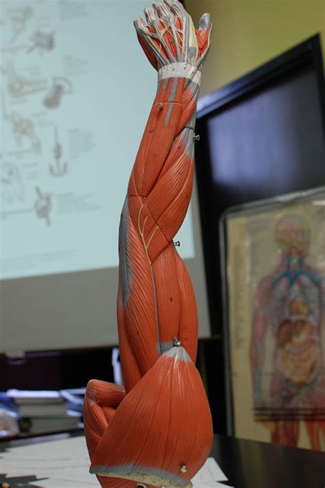 Human Anatomy Lab: Muscles of the Arm