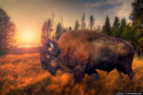 Bison From Yellowstone National Park Roaming The Wilderness Hdr