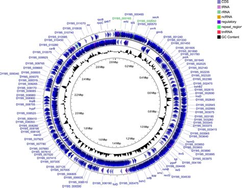 Circular Genome Map Of The Thermaerobacter Sp Pb Term Chromosome