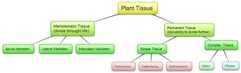 Cbse Papers Questions Answers Mcq Cbse Class 9 Biology Ch6