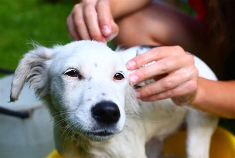 Reasons Your Dog Smells Bad Petmd