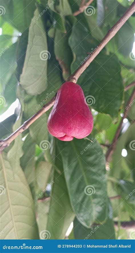 Syzygium Aqueum Watery Rose Apple Water Apple Bell Fruit Jambu Air