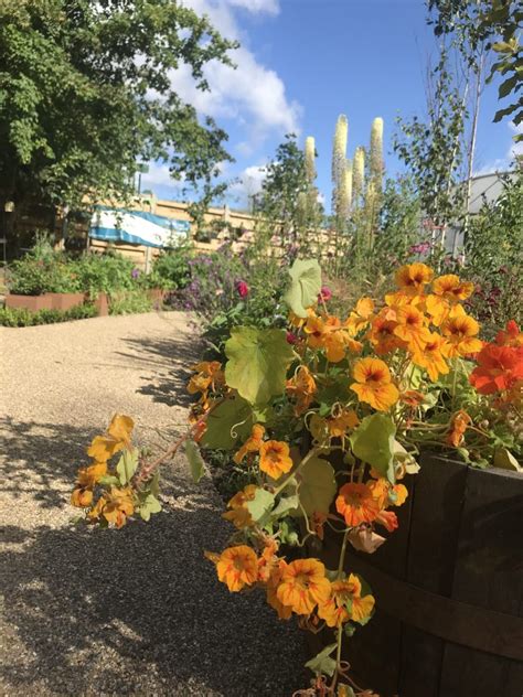 Therapeutic Horticulture Continues Martineau Gardens