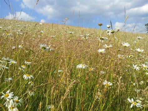 Bentonite und/ andere stoffe im futter verwenden, die gifte absorbieren können. Pferdeheu von Kräuterwiesen - NABU Oberberg