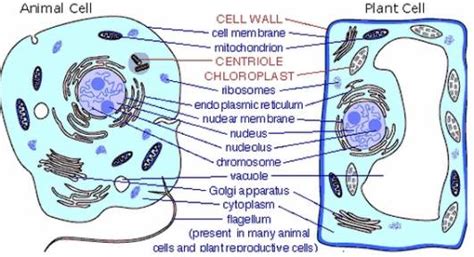 Plant And Animal Cell Photos Animal Cell Photograph By Russell