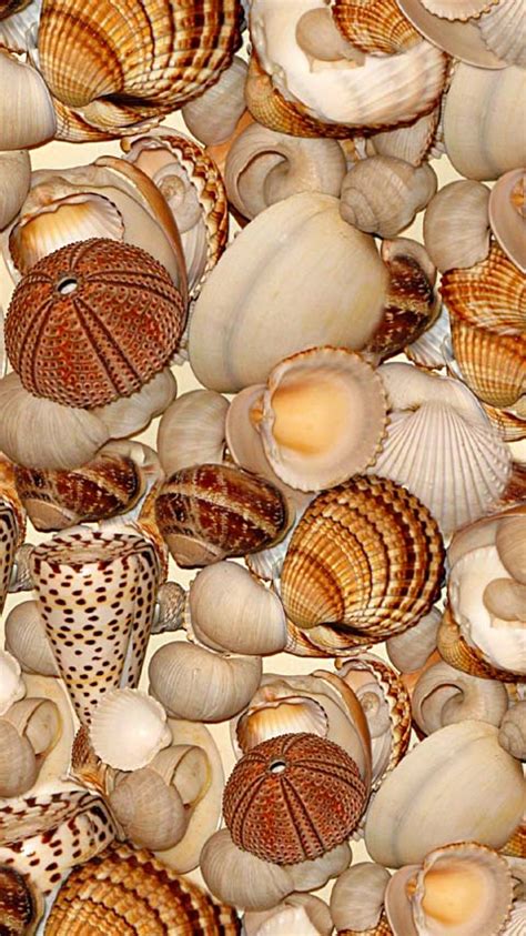 Beach Seashells Wallpaper