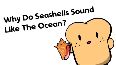 Why Do Seashells Sound Like The Ocean Youtube