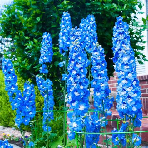 25 Different Types Of Delphiniums Delphinium Blue Delphinium