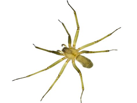 Baby Brown Recluse Spider