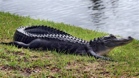 Texas Man Catches Massive 13 Foot Alligator Iheart