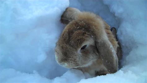 Rabbits Playing In The Snow Youtube