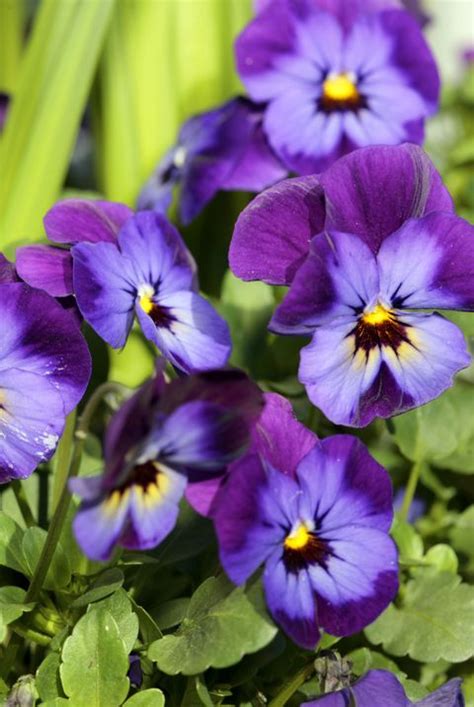 20 Best Early Spring Flowers Early Blooming Spring Flowers For Your