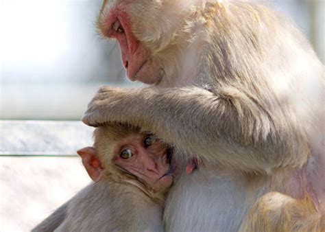 Questions For Karen Parker Probing Monkey Social Behavior Spectrum