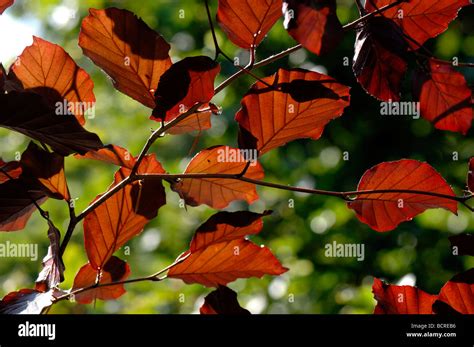 Copper Beech Tree Hi Res Stock Photography And Images Alamy