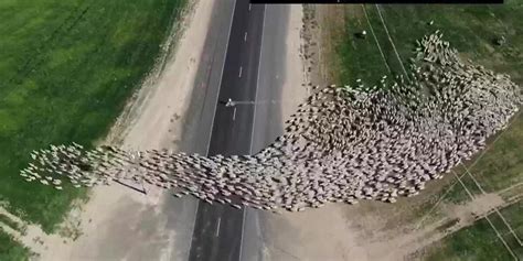 Watch Herd Of Sheep Caught Crossing The Road In Mesmerizing Drone Video