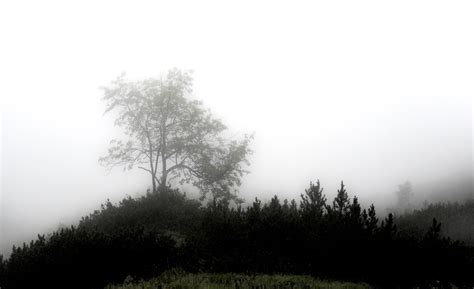 Free Download Hd Wallpaper Fog Mystical Forest Mood Unterberg