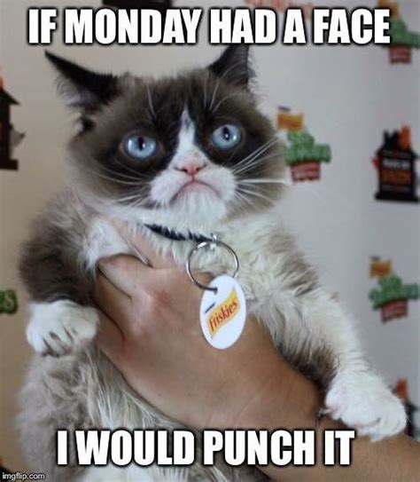 If Monday Had A Face I Would Punch It Dogsfunnyjokes Grumpy Cat