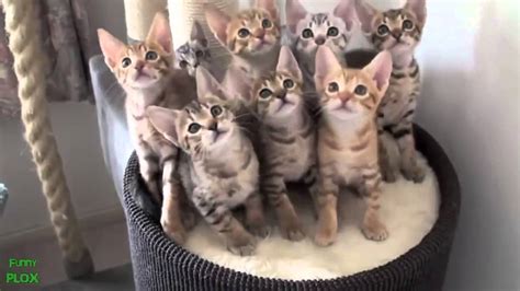 Котяра кошка котик Cat Cat Kitten милые котята Youtube