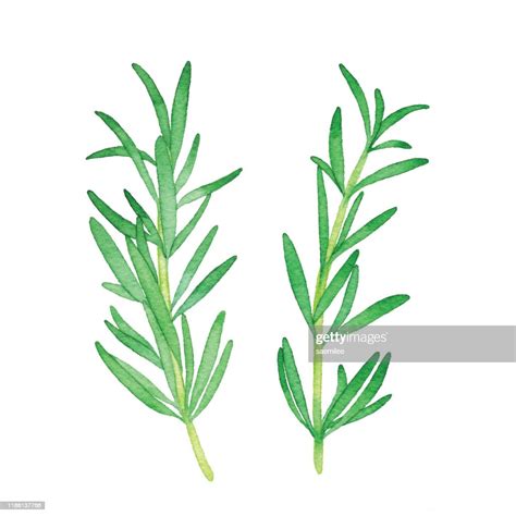 Watercolor Rosemary High Res Vector Graphic Getty Images